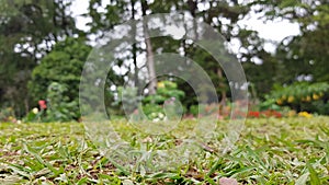 Grass garden abstract background photo