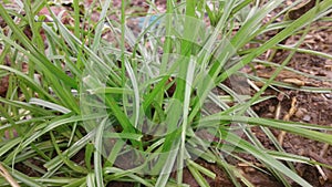 Grass garden green nature soil