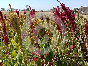 Grass garden green nature soil red