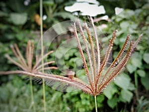 grass in the garden, in the morning sunlight, alang alang grass grows wild in the garden and looks yellowish green