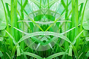 grass geometry figure reflection shapes symbol logo on wooden bo photo