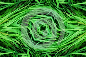 grass geometry shape reflection shapes symbol logo. ecology, health, green energy concept. photo