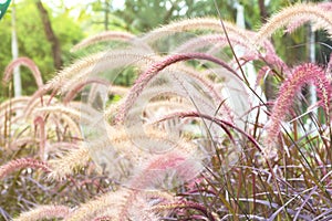 Grass/grass flower background