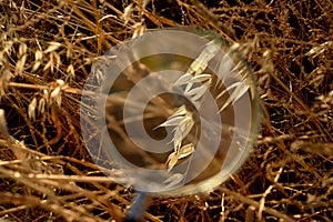 Grass , grass, magnified under a magnifying glass.Nature and botany.