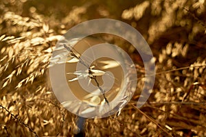 Grass , grass, magnified under a magnifying glass.Nature and botany.