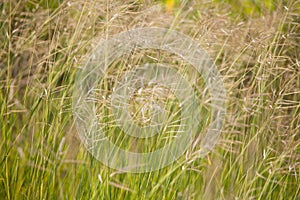 Grass in grassland