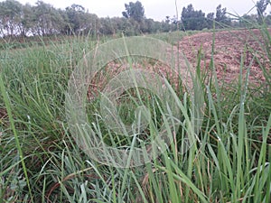 Grass great view Pakistan lakki