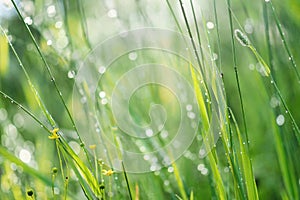 Grass on green background