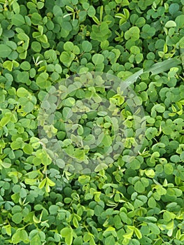 Grass green background