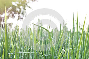 Grass green blured background