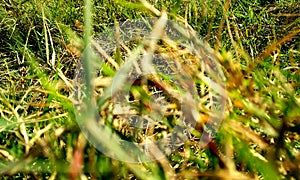 Grass.Green grass field background, texture, pattern. Food, court.