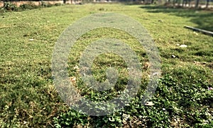 Grass.Green grass field background, texture, pattern. Food, court.