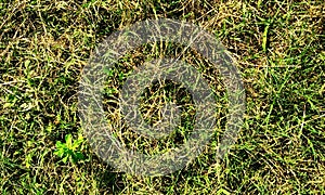 Grass.Green grass field background, texture, pattern. Food, court.