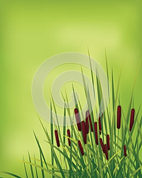 Grass in the green land