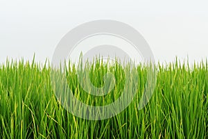 Grass green nature on white background