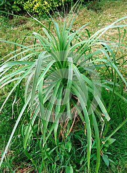 Grass.Green plant stock image