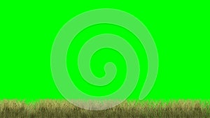 Grass on green screen background 4k animation.