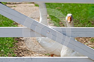 Is the grass greener. Emden goose looks through wooden gate