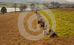 Grass is greener on the other side