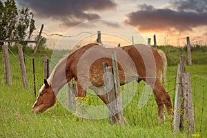 The Grass is Always Greener on the Other Side of Fence. Horse reaches over wire fence to get grass photo
