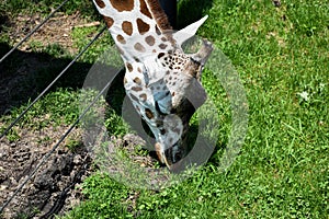 Grass is Greener On the Other Side for a Giraffe photo