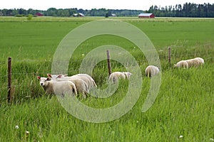 Grass is Greener for Sheep photo
