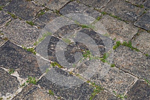 Grass between grey stones. Brick road with grass and moss