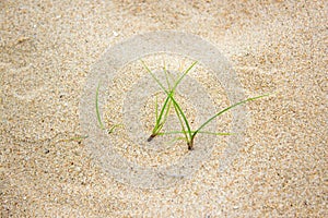 Grass grow on sand beach