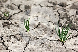 Grass grow up in dry soil