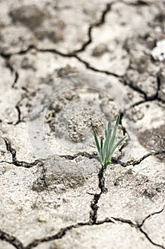 Grass grow up in dry soil