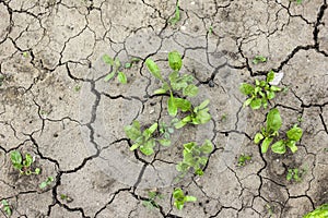 Grass grow up in dry soil