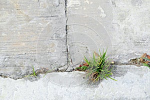 Grass grow up on joint cracked of cement pavement