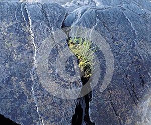 Grass growing from cleft in rock