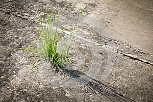 Grass growing in concrete