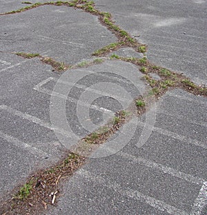 Grass growing in a crack in asphalt