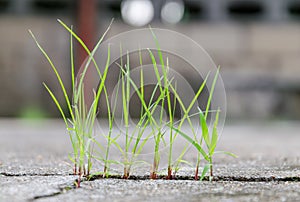 Grass growing through crack in concrete