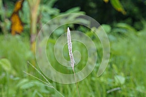 grass is growing in a field with bananas in the background