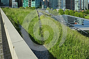 Grass Growing on a Green Roof