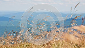 Grass growing on the highlands against the background of a picturesque mountain landscape. Dry wild grass silhouettes