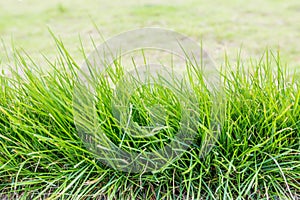 Grass growing in meadow background