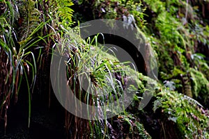 Grass Growing from Mossy Wall