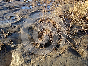 Grass Growing in Mud on Bottom of Receded River. photo