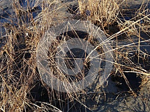 Grass Growing in Mud on Bottom of Receded River. photo