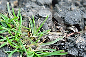 Grass growing through pavement resilience breakthrough