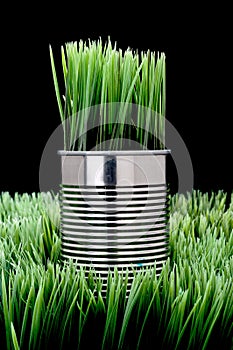 Grass growing from a recyled aluminim can