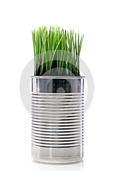 Grass growing from a recyled aluminum can