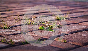 Grass growing through red rectangular paving stones background