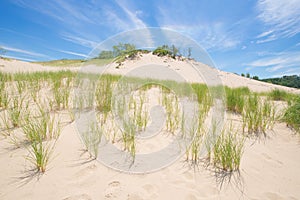 Grass growing on a sand dune