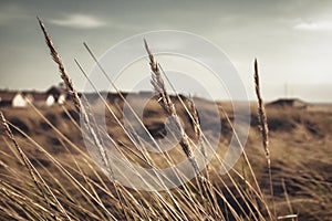 Grass growing on the sand dunes