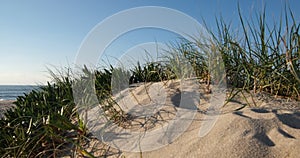 Grass growing in sand dunes on beach, blowing in the breeze